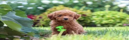 Miniature Poodle dogs for sale: Leo - Ad 5