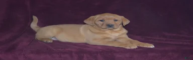 Labrador Retriever Puppy 7