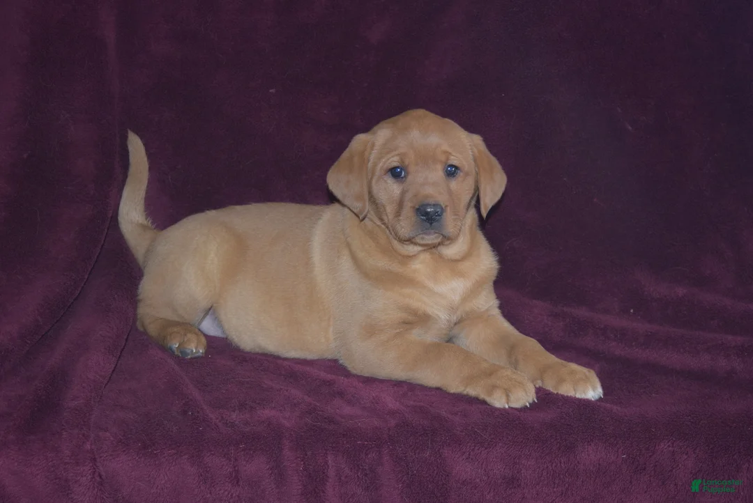Labrador Retriever dogs for sale: Labrador Retriever Puppy 7 - Ad 1