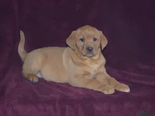 Labrador Retriever dogs Labrador Retriever Puppy 7 - Ad 24