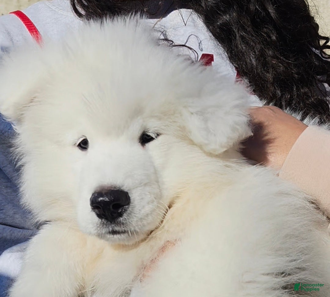 Samoyed dogs for sale: Rainbow - Ad 11