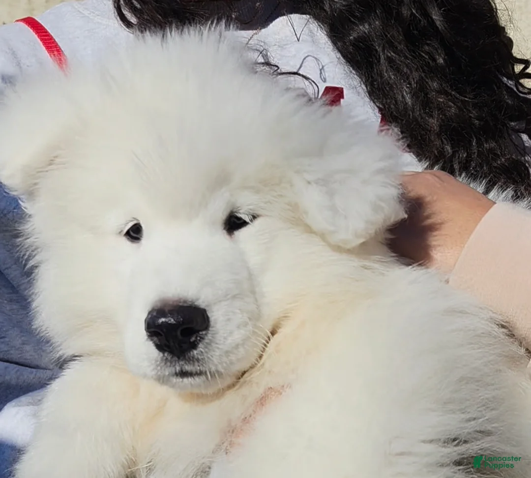 Samoyed dogs for sale: Lavie - Ad 9