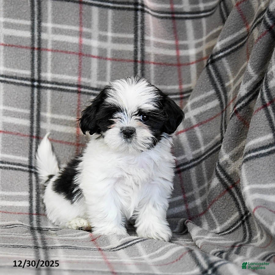 Shih Tzu dogs Star - Ad 41