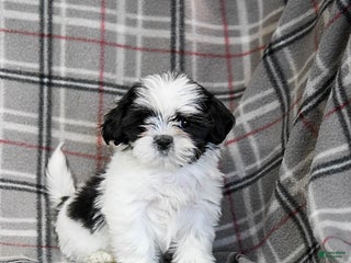 Shih Tzu dogs Star - Ad 41