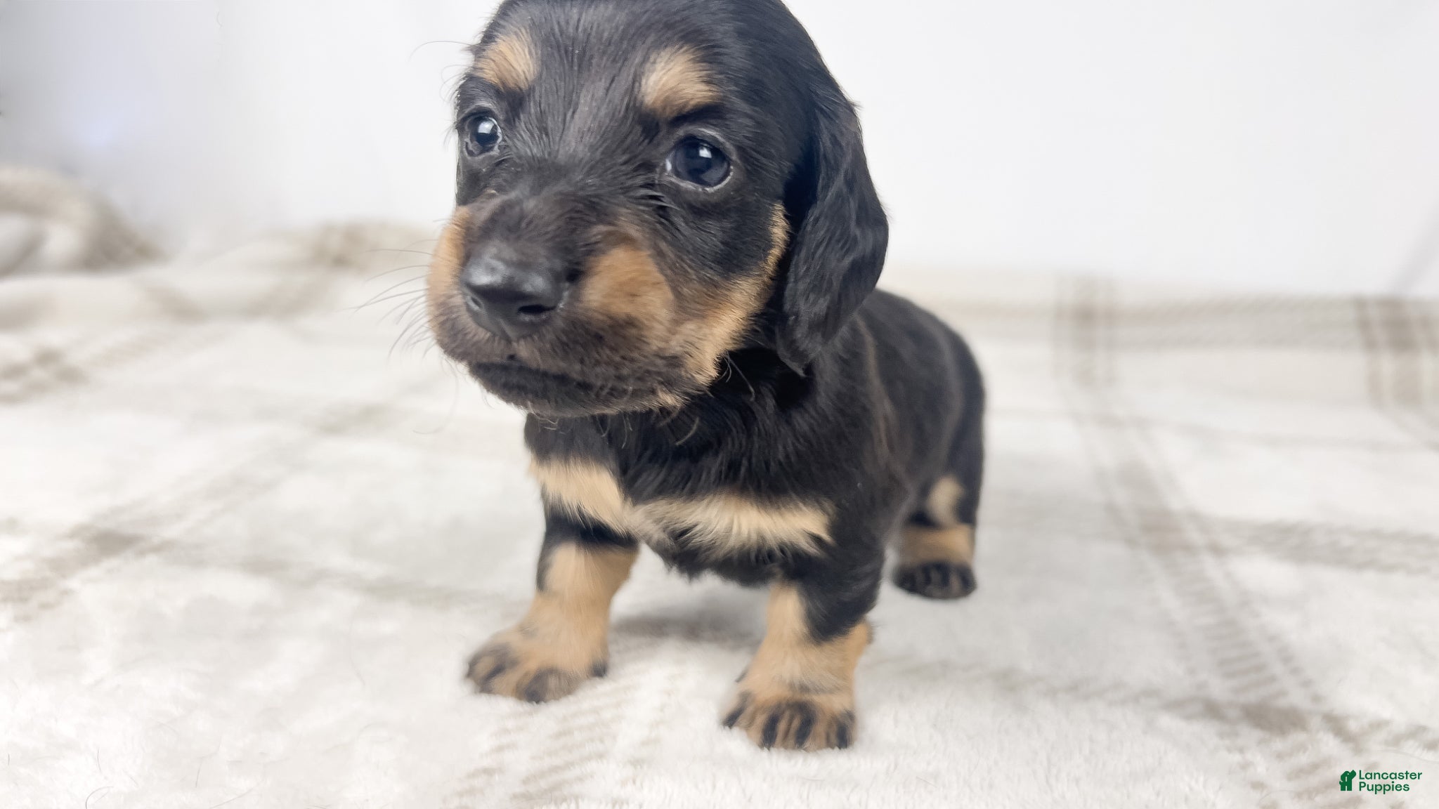Miniature Dachshund dogs Vanilla - Ad 20