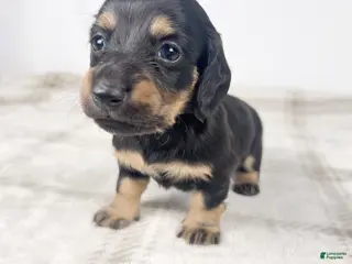 Miniature Dachshund dogs Vanilla - Ad 20