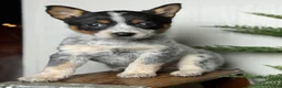 Australian Cattle Dog dogs for sale: Australian Cattle Dog Puppy 5 - Ad 5