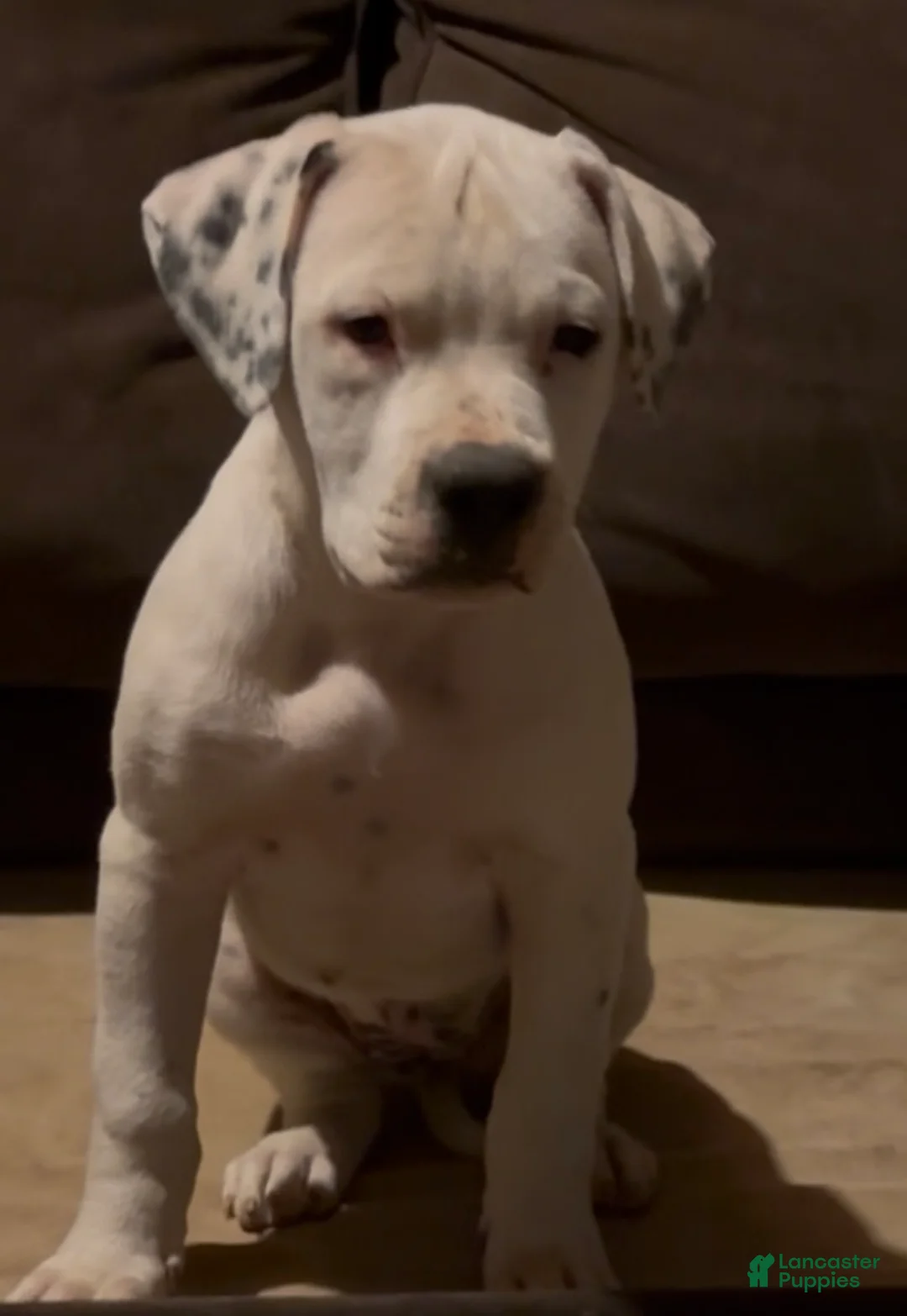American Bulldog dogs for sale: Magnolia - Ad 2