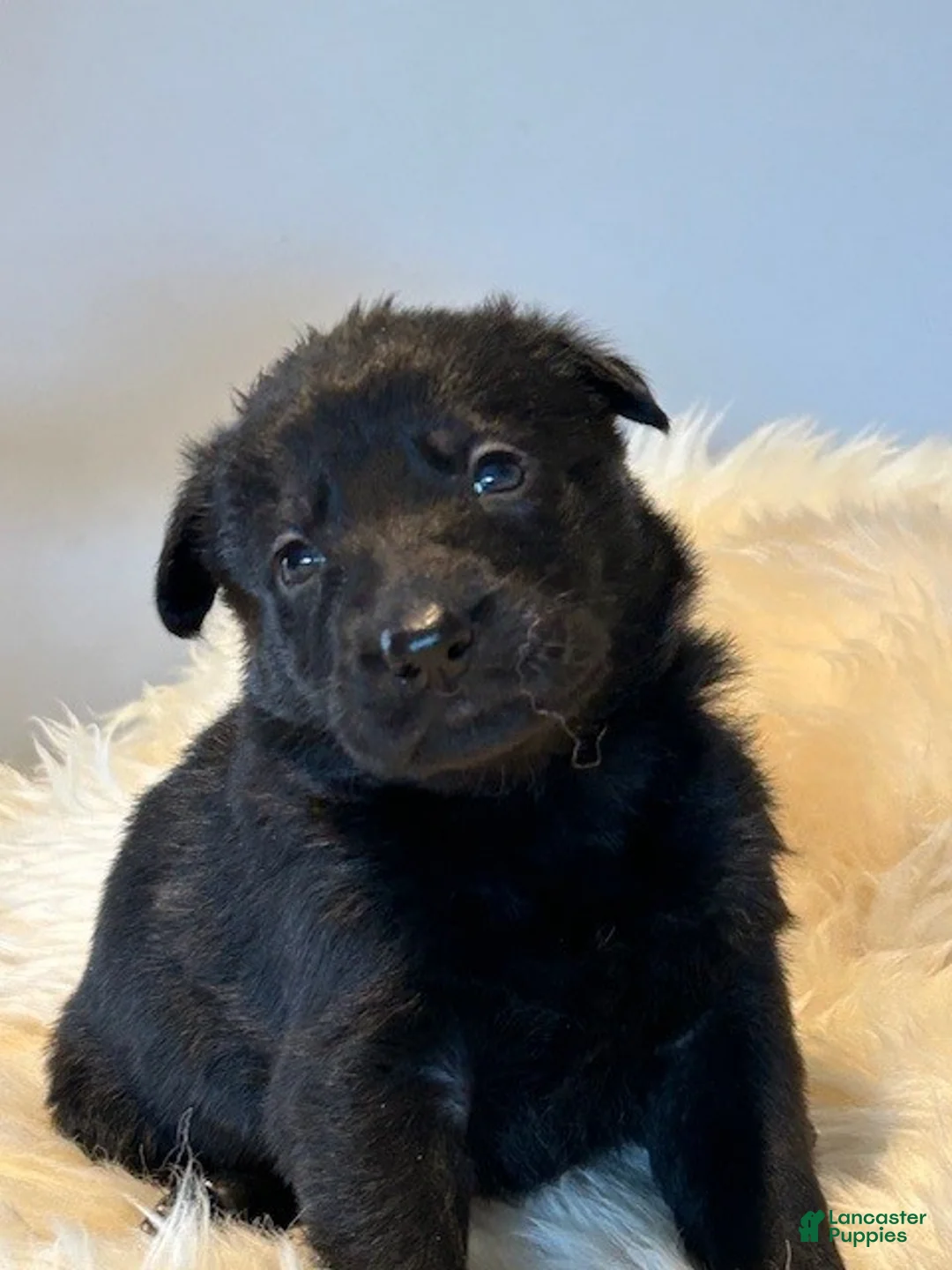 German Shepherd dogs for sale: German Shepherd Puppy 2 - Ad 1