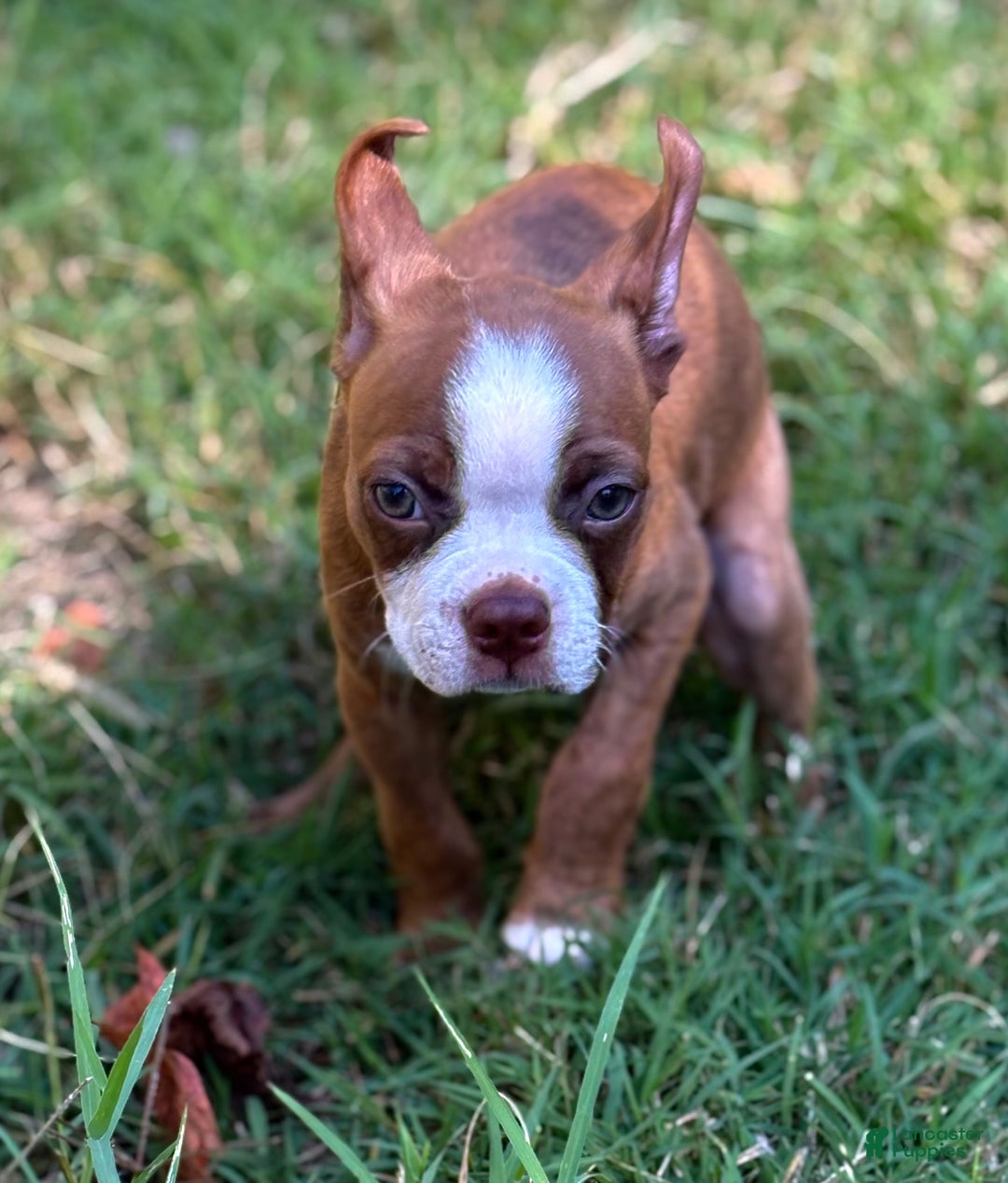 Boston Terrier dogs for sale: Boston Terrier Puppy 1 - Ad 4
