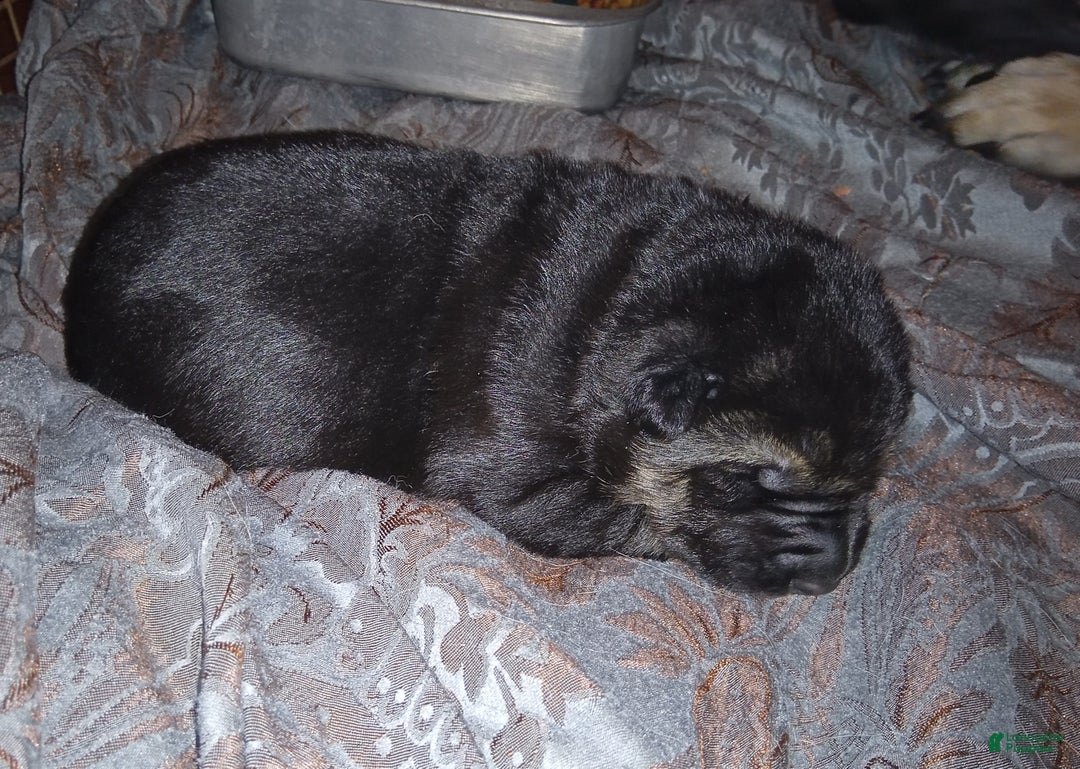 German Shepherd dogs for sale: Diamond - Ad 29