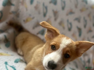 Welsh Corgi Pembroke dogs - Ad 5