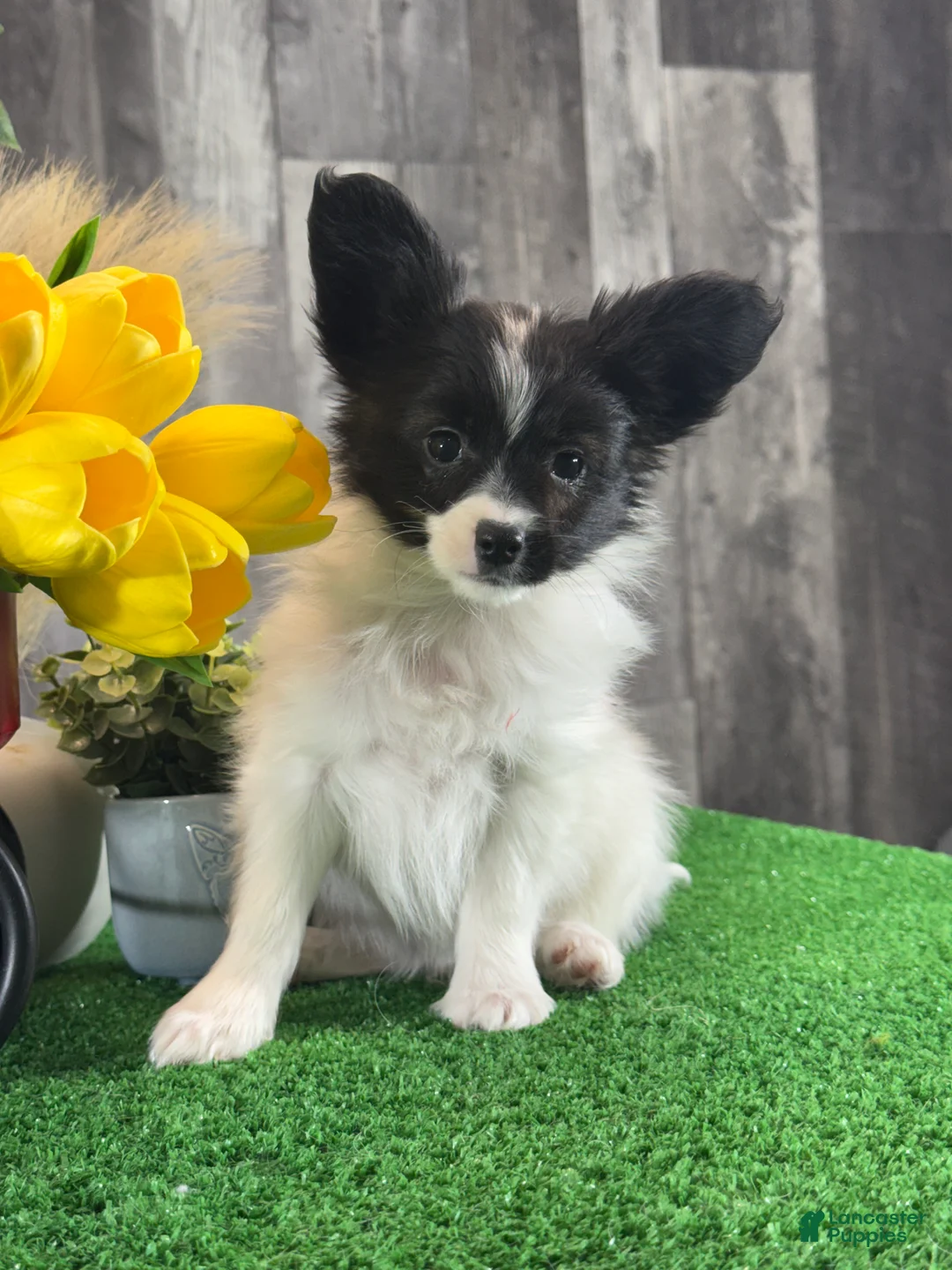 Papillon dogs for sale: Racer - Ad 5