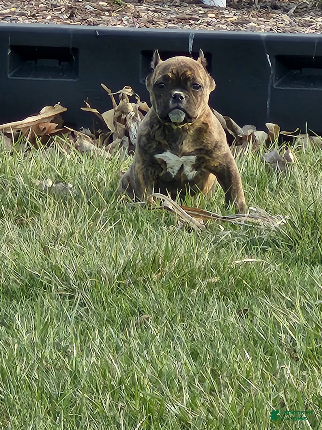 American Bully dogs for sale: American Bully Puppy 1 - Ad 5