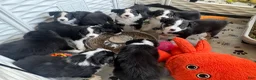 Miniature Australian Shepherd dogs for sale: Miniature Australian Shepherd 2 - Ad 8