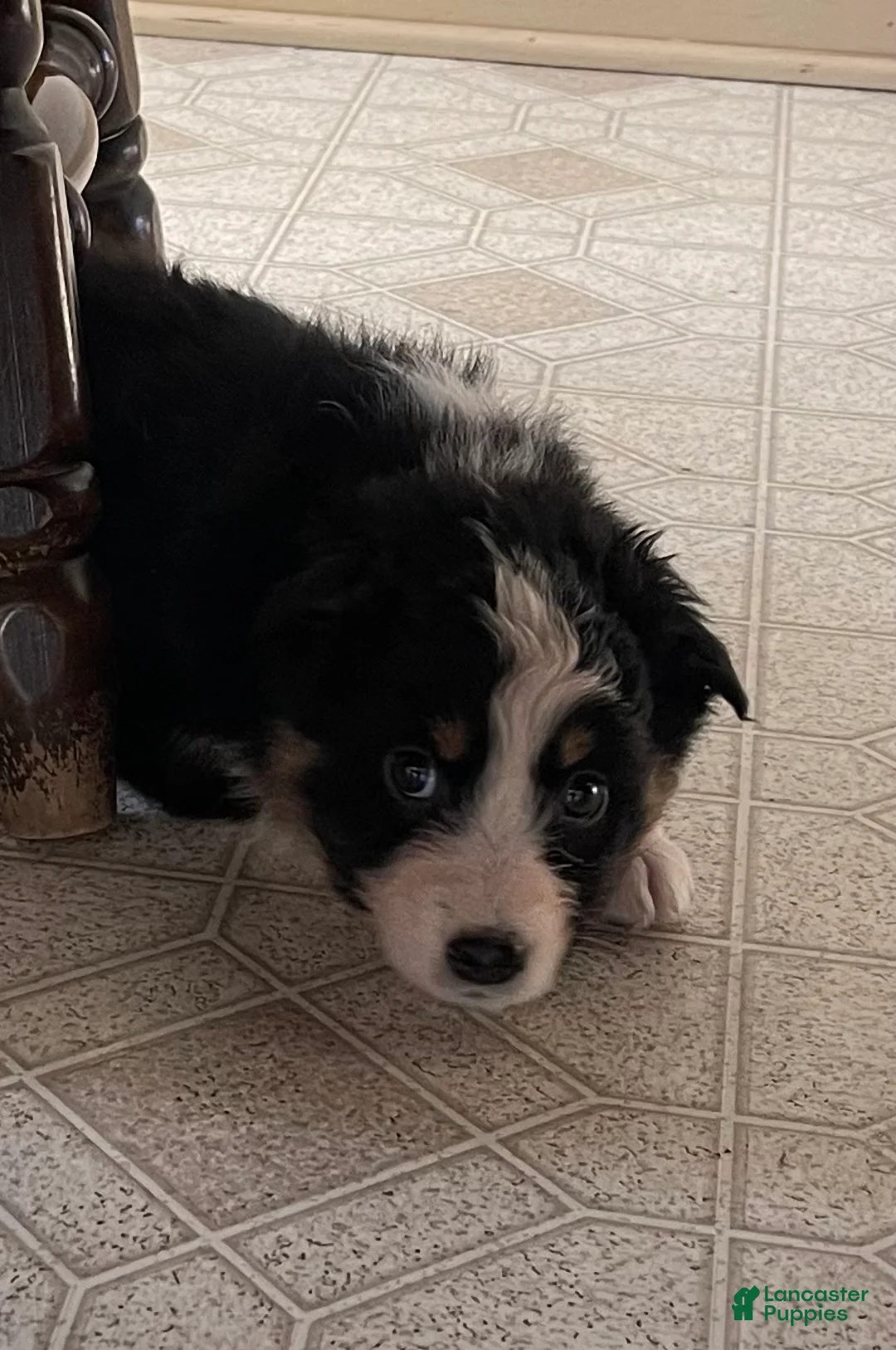 Australian Shepherd dogs for sale: Ruby  - Ad 5