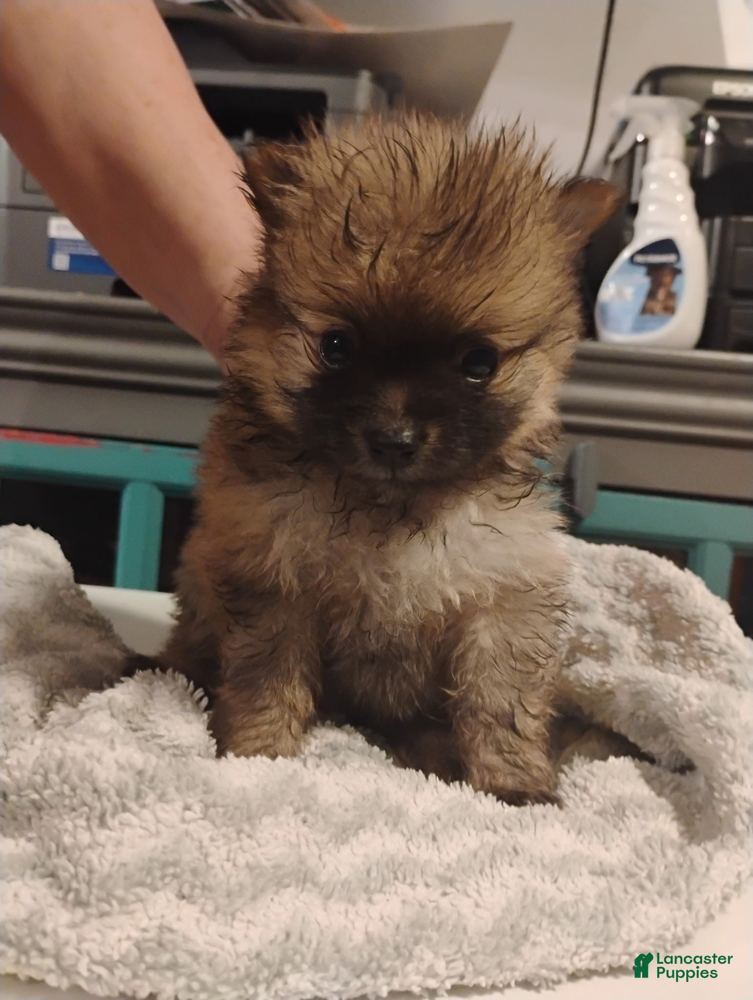 Pomeranian dogs Sammy - Ad 15
