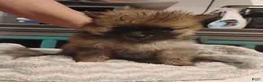 Sammy