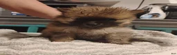Pomeranian dogs for sale: Sammy - Ad 1
