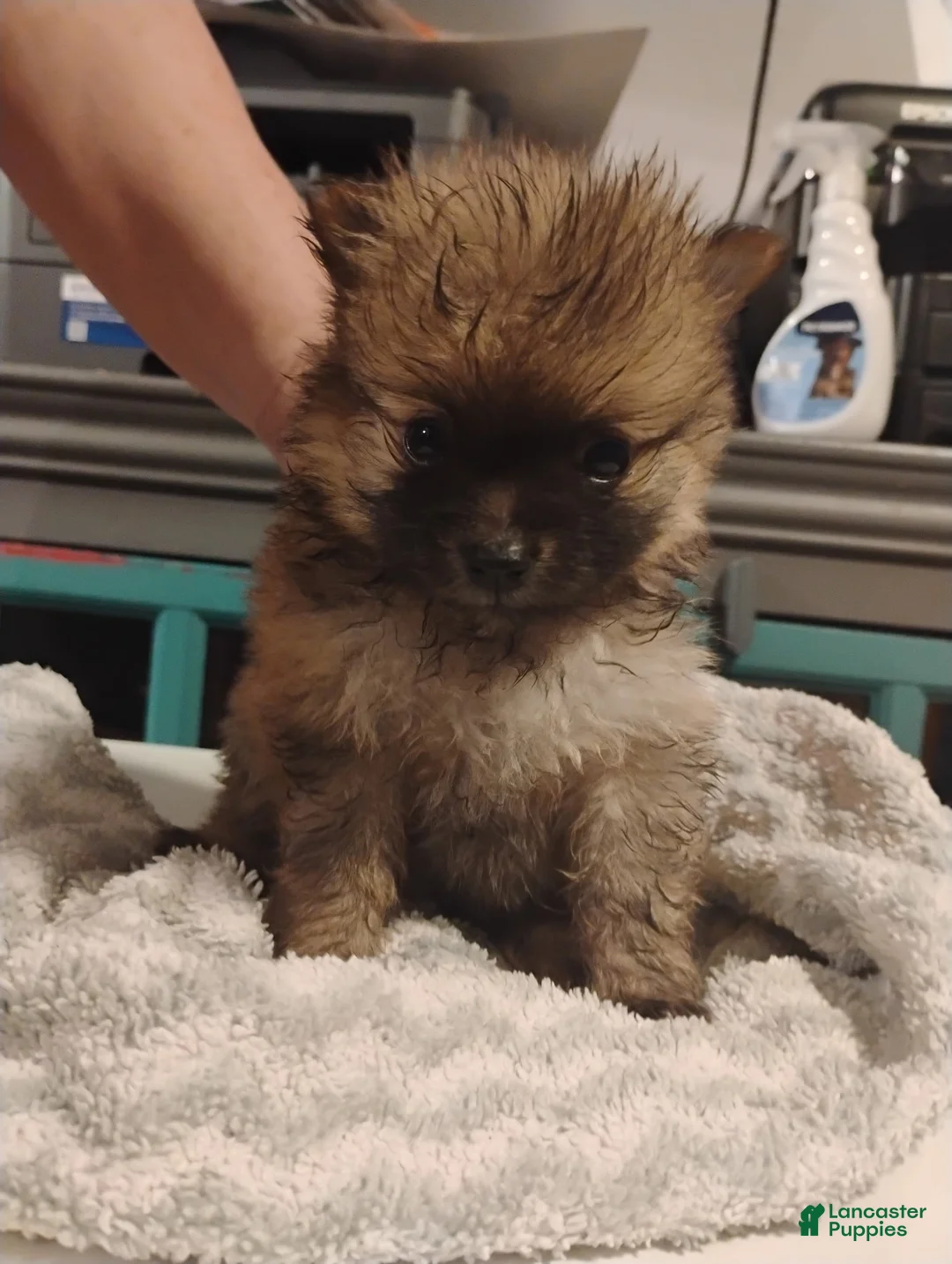 Pomeranian dogs for sale: Sammy - Ad 1