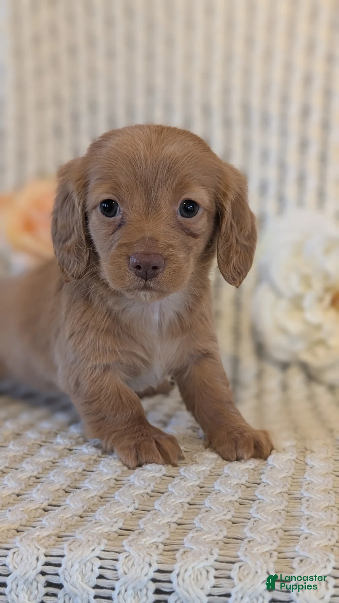 Miniature Dachshund dogs for sale: Lady - Ad 2