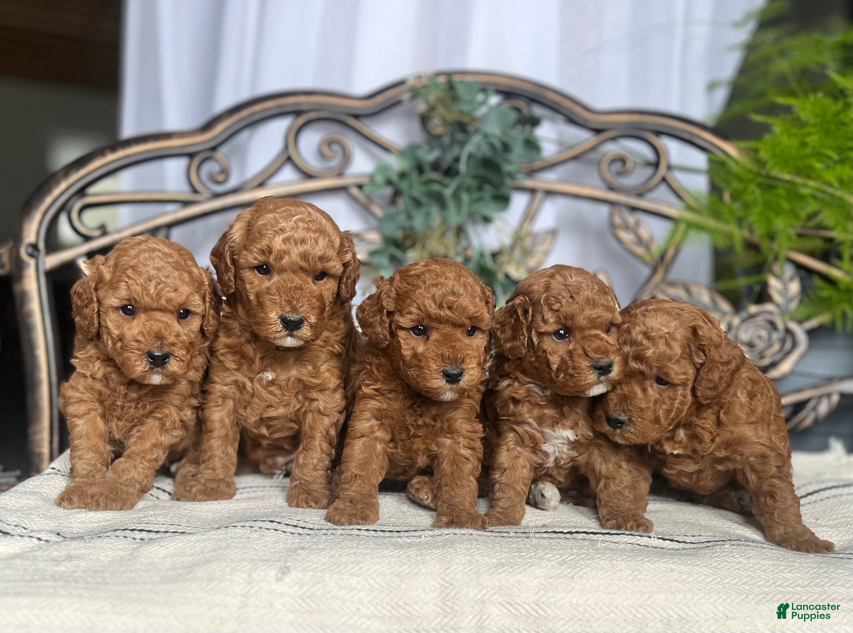 Miniature Poodle dogs for sale: Baby Giggles❤️🐾AKC Genetic Health Tested❤️Call 717-529-1907 - Ad 1