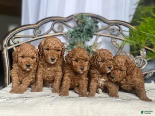 Miniature Poodle dogs Baby Giggles❤️🐾AKC Genetic Health Tested❤️Call 717-529-1907 - Ad 19