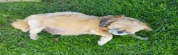 Shih Tzu dogs for sale: Shih Tzu Puppy 1 - Ad 2