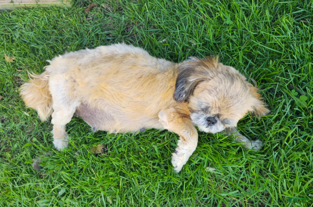Shih Tzu dogs for sale: Shih Tzu Puppy 1 - Ad 2