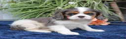 Cavalier King Charles Spaniel dogs for sale: Jaxon  - Ad 4