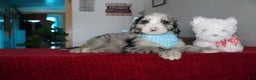 Sheepadoodle dogs for sale: Blaze - Ad 2