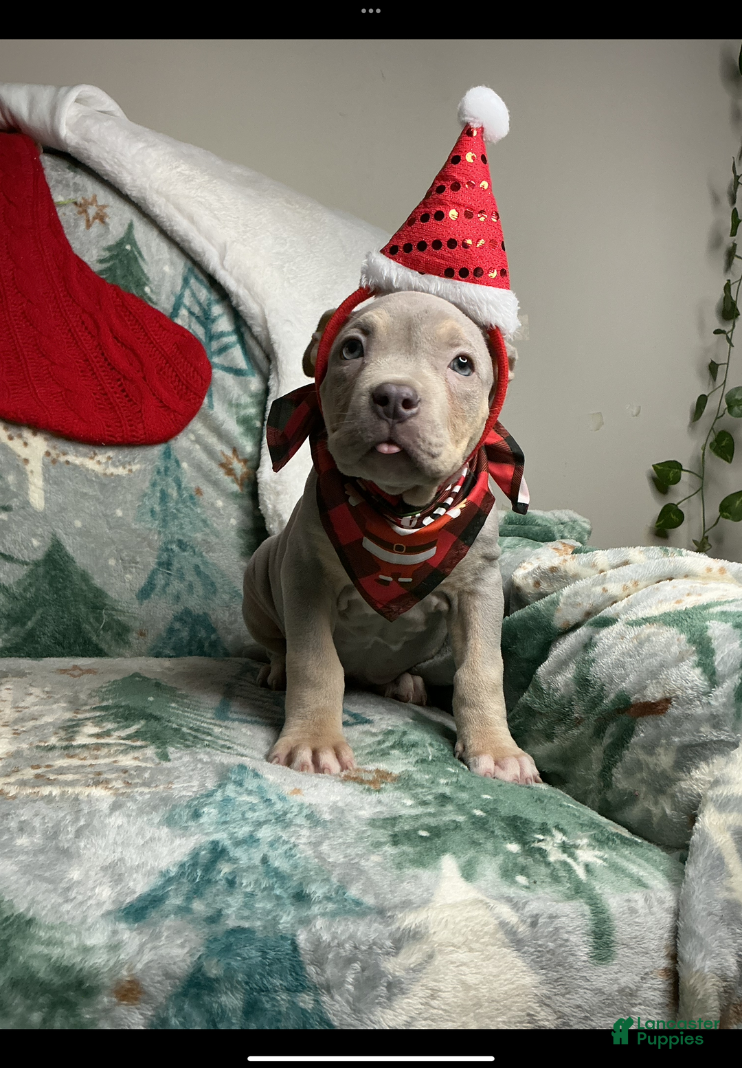 American Bully dogs for sale: Sunflower  - Ad 3