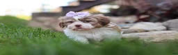Shih Tzu dogs for sale: Ember - Ad 6