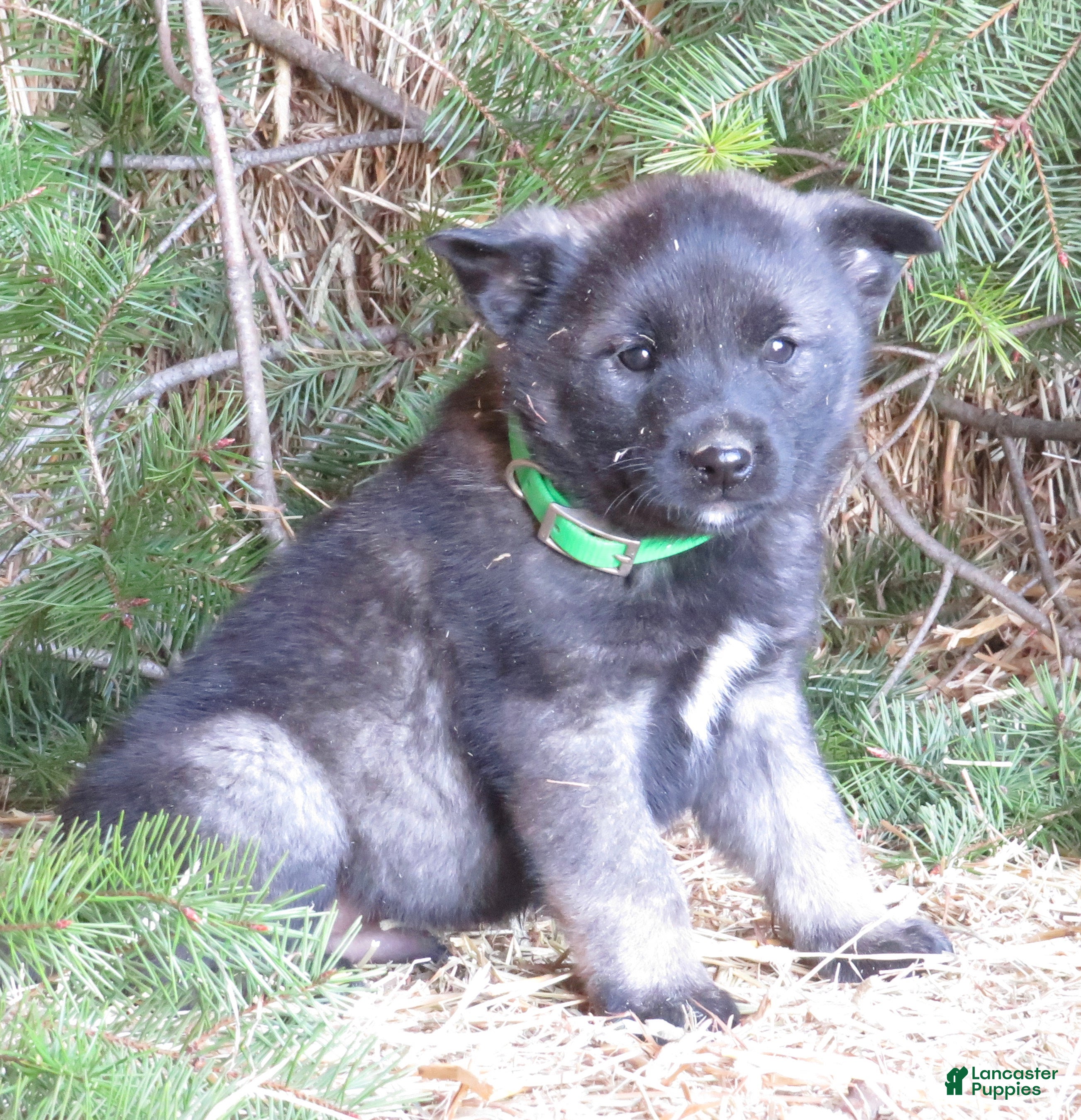 Norwegian Elkhound dogs Dancer - Ad 12