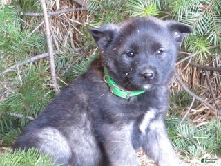 Norwegian Elkhound dogs Dancer - Ad 13
