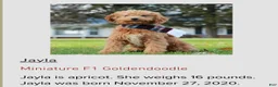 Mini Goldendoodle dogs for sale: Solomon  - Ad 7