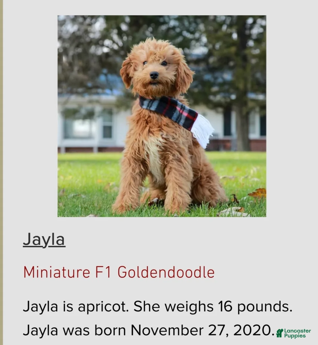 Mini Goldendoodle dogs for sale: Solomon  - Ad 7