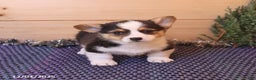 Welsh Corgi Pembroke dogs for sale: Hunter - Ad 3