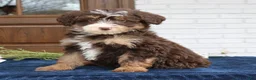 Mini Bernedoodle dogs for sale: Winnie  - Ad 3