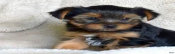 Yorkshire Terrier dogs for sale: Pluto - Ad 6
