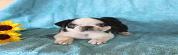Pug dogs for sale: Sparkle - Ad 5