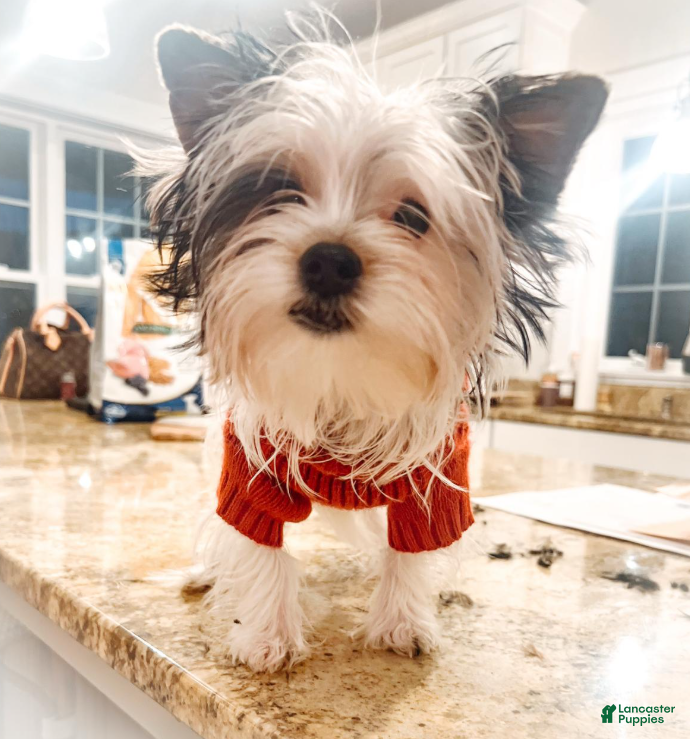 Biewer Terrier dogs Marshmallow - Ad 2