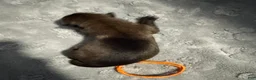 Belgian Malinois dogs for sale: Orange Collar - Ad 2