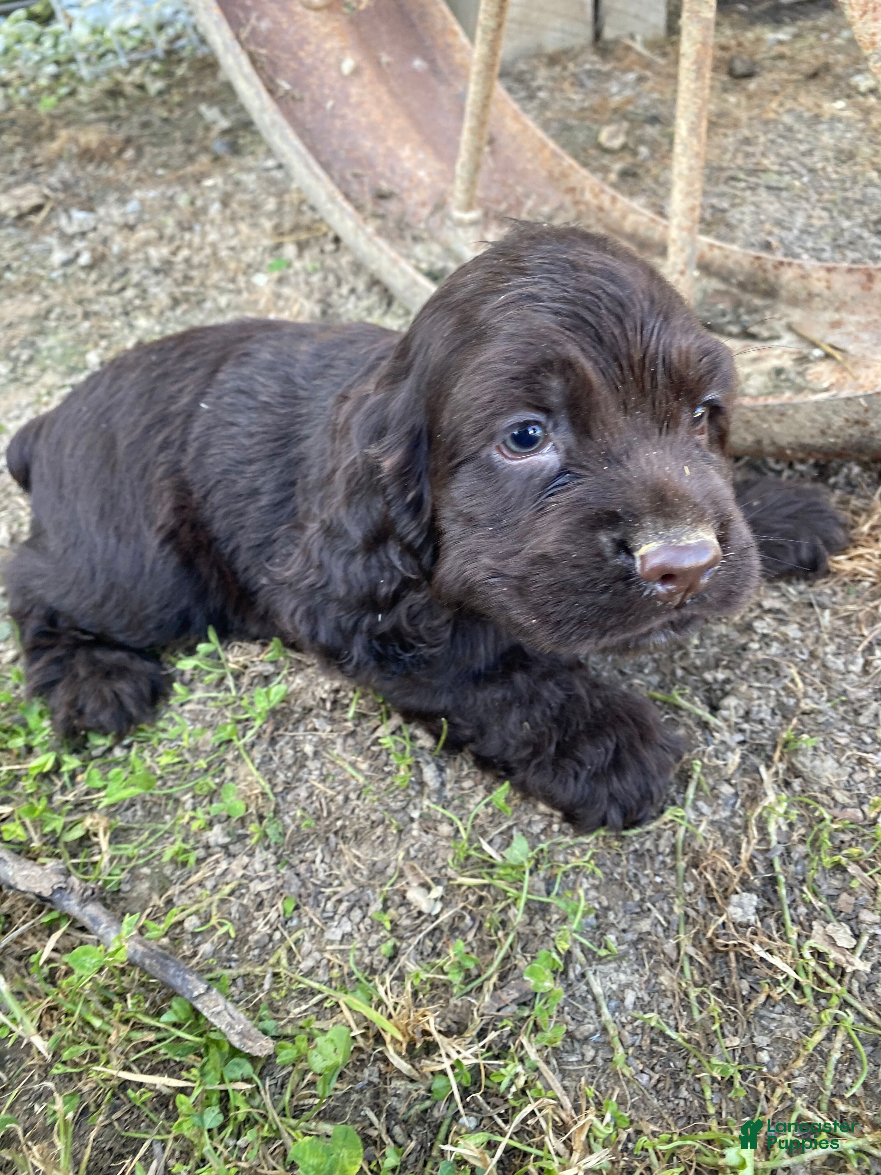 Cocker Spaniel dogs Tiny - Ad 1