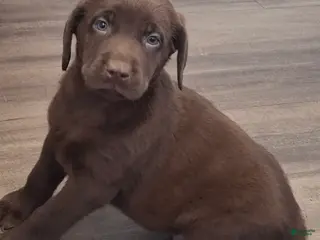 Labrador Retriever dogs Boomer (Male) - Ad 7