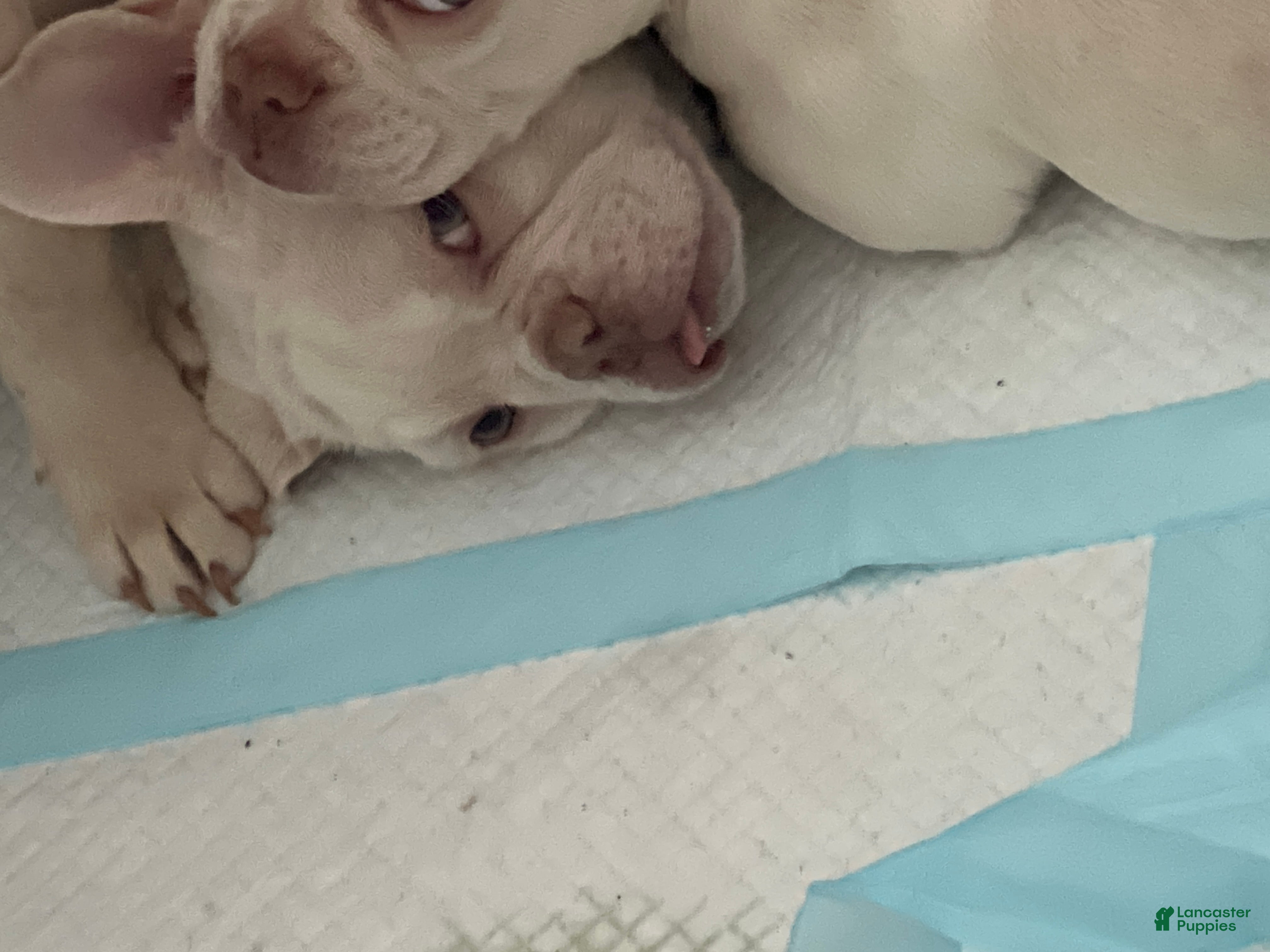 French Bulldog dogs for sale: French Bulldog Puppy 2/Saint - Ad 3