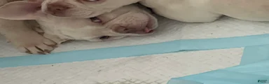 French Bulldog Puppy 2/Saint