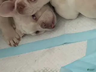 French Bulldog dogs for sale: French Bulldog Puppy 2/Saint - Ad 3