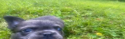 French Bulldog dogs for sale: Daphnia - Ad 3