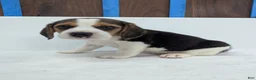 Beagle dogs for sale: Rambo - Ad 2